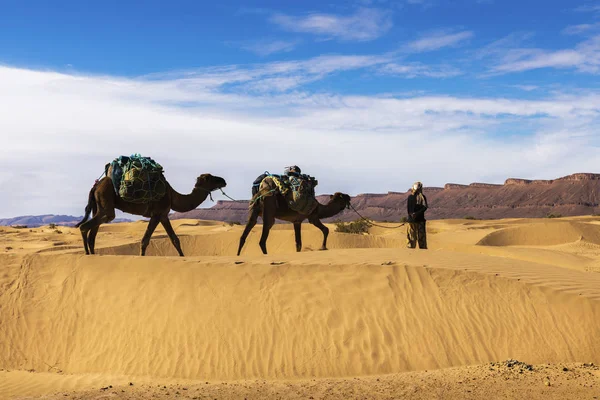 Bereber e due cammelli nel deserto del Sahara, Marocco — Foto Stock