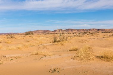 Sahara çöl, morocco