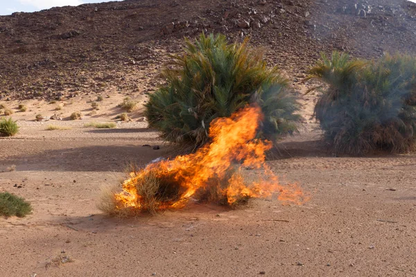 Ξηρό καίγοντας Μπους στην έρημο της Σαχάρας — Φωτογραφία Αρχείου
