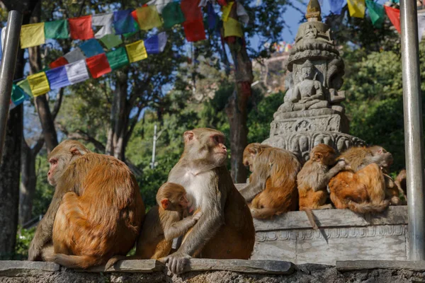 Apenfamilie in Swayambhunath tempel — Stockfoto