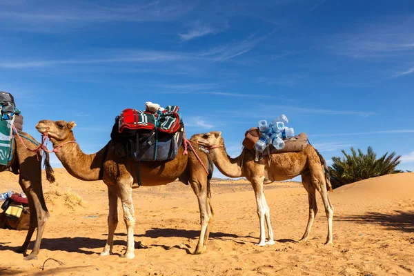 Kamele stehen mit einer Ladung in der Sahara-Wüste — Stockfoto