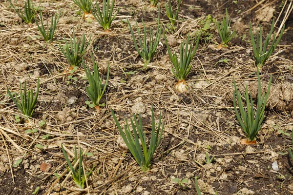 Green onion grows on a bed