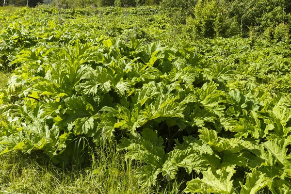 Green heracleum, cow-parsnip plant in summer — Stock Photo, Image