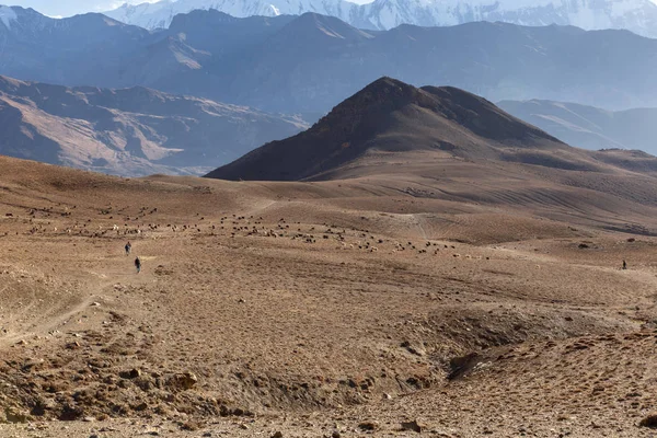 Dağlarda keçi sürüsü