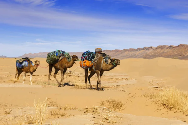 Carovana di cammelli nel deserto del sahara — Foto Stock