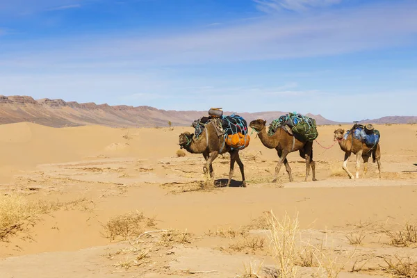 Carovana di cammelli nel deserto — Foto Stock