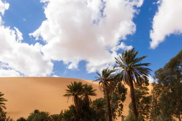 Пальма в пустыне — стоковое фото