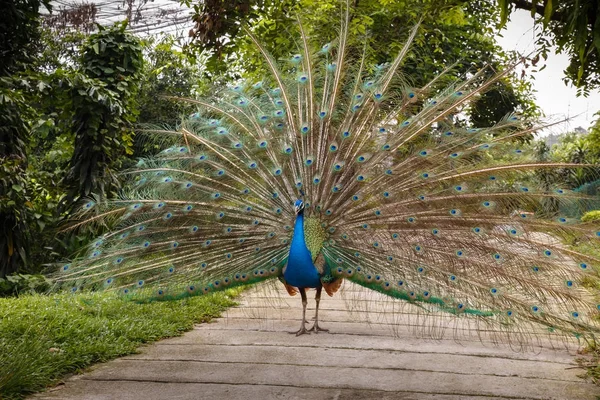 Indian blue peafowl — Stock Photo, Image