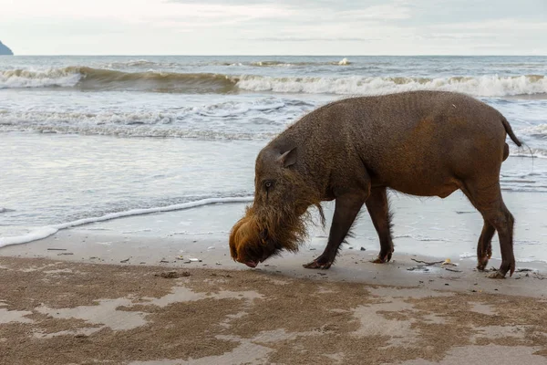 Cerdo barbudo caminando por la playa — Foto de Stock