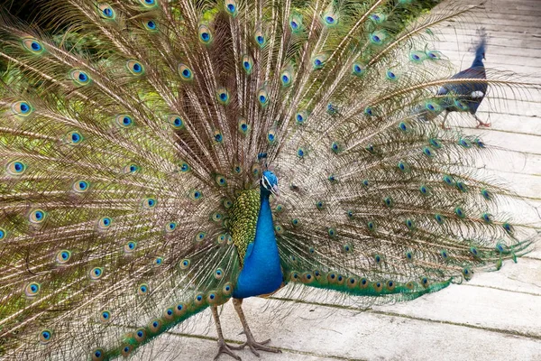 Indian blue peafowl — Stock Photo, Image