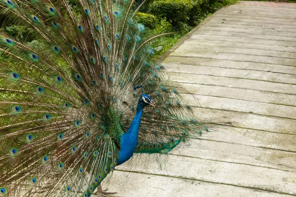 Indian blue peafowl — Stock Photo, Image
