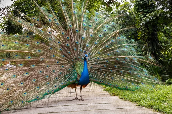 Indian blue peafowl. — Stock Photo, Image