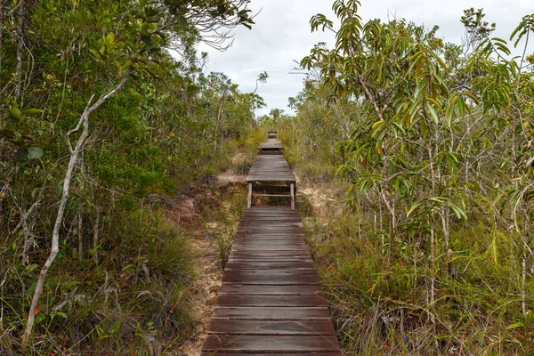 Passerelle en bois dans la forêt — Photo