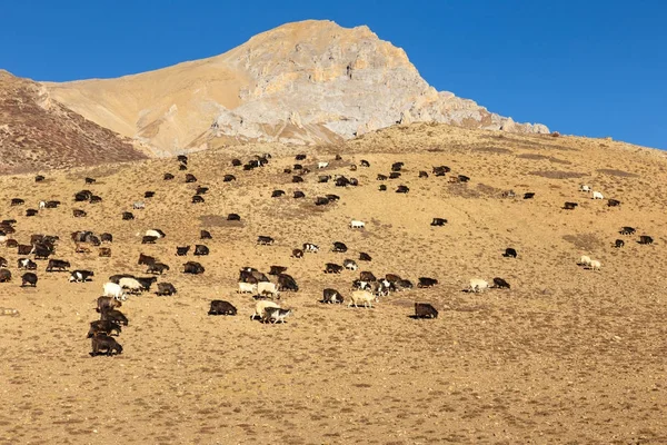Manada de cabras pastando en el Himalaya — Foto de Stock