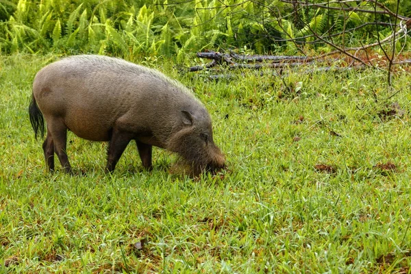 Cerdo barbudo cava la tierra — Foto de Stock