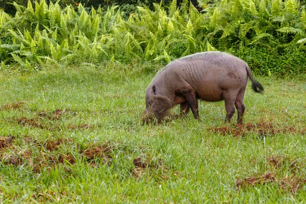 Bartschwein gräbt die Erde — Stockfoto