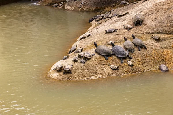 龟躺在靠近水的石头上 — 图库照片
