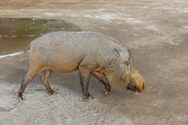 Cerdo barbudo caminando por la playa . — Foto de Stock