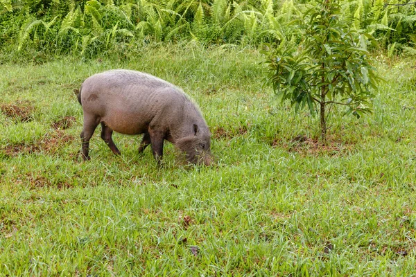 Berjenggot babi makan rumput hijau — Stok Foto