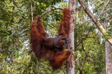 orangutan bir dalda asılı