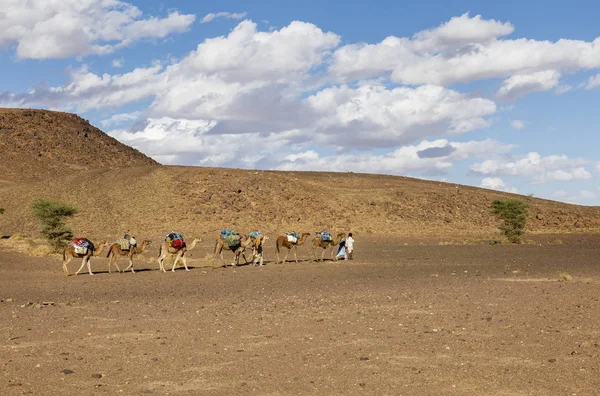 Camel caravan on the Sahara desert — Stock Photo, Image