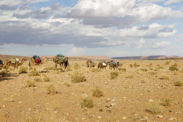 Караван верблюдов в пустыне — стоковое фото