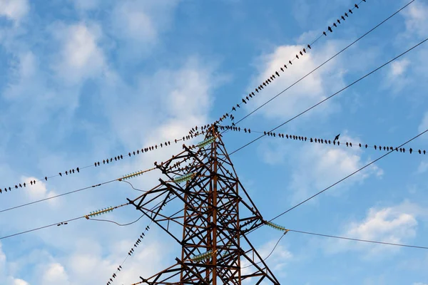 一大群鸟坐在电力线上 — 图库照片