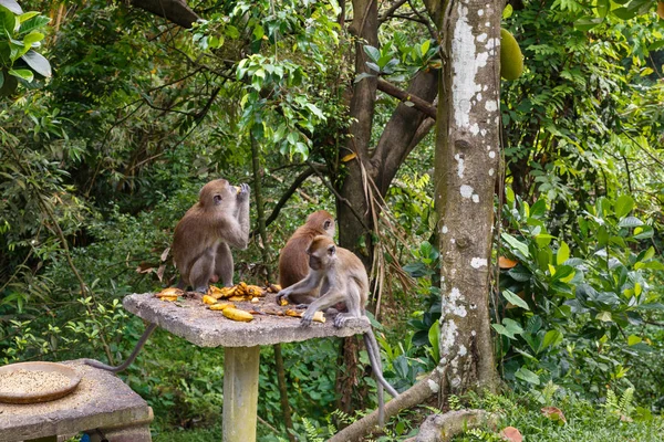 Tres monos comen plátanos —  Fotos de Stock