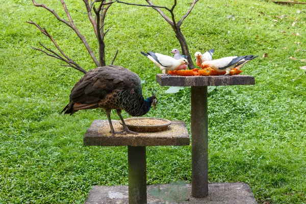 Birds eat food — Stock Photo, Image