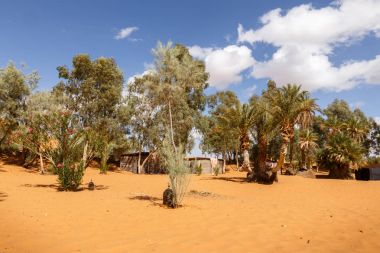 OASIS Morocco Sahara Çölü'nde