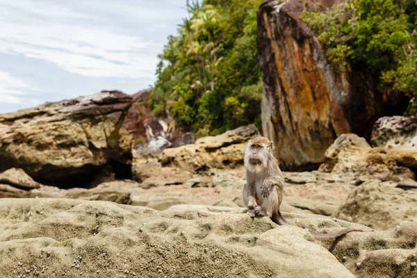 Обезьяна сидит на скалах на острове Борнео — стоковое фото