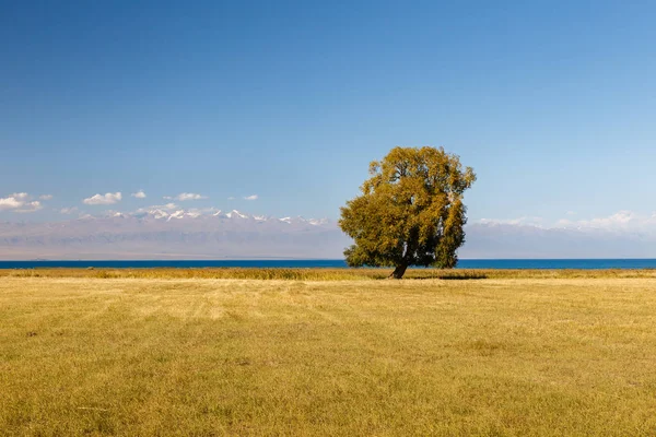 Самотнє дерево на озері Іссик-куль. — стокове фото