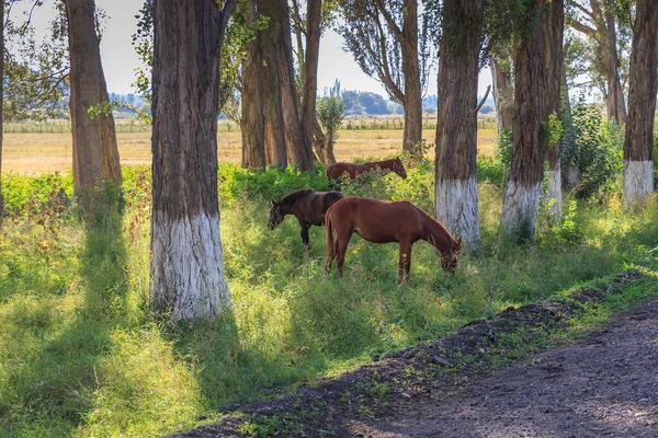 Three horses graze between trees near the road — Stock Photo, Image