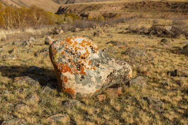 Dağlarda büyük bir kayanın üzerindeki renkli yosun.