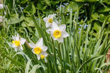Beyaz narsislik, Narcissus şiirsellik