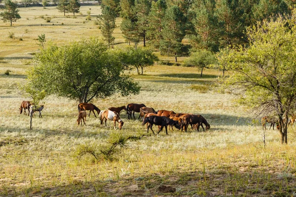 Flock of horses eating grass in a pasture mongolia — Stock Photo, Image