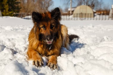 Alman çoban köpeği.