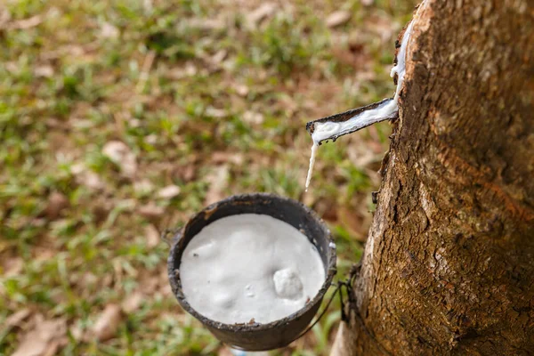 Guma strom, šálek latexu v gumové plantáži — Stock fotografie
