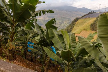 Yol boyunca muz ağaçları, Çin 'de dağlar.