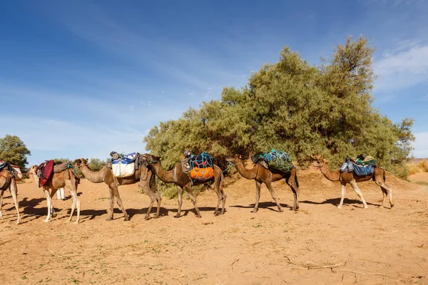 Velbloudí karavana v poušti Sahara — Stock fotografie