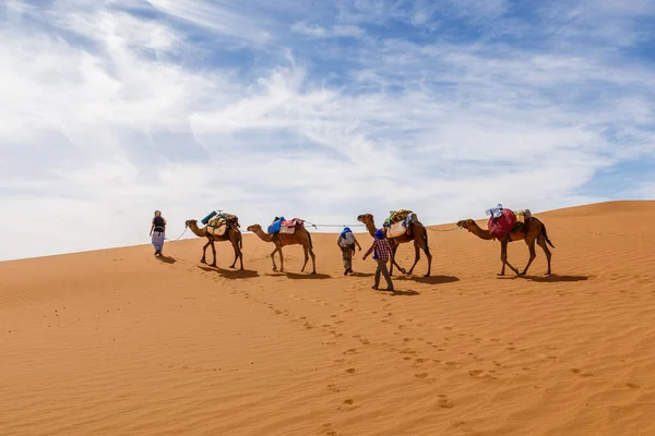 Cammelli carovana nel deserto del sahara — Foto Stock