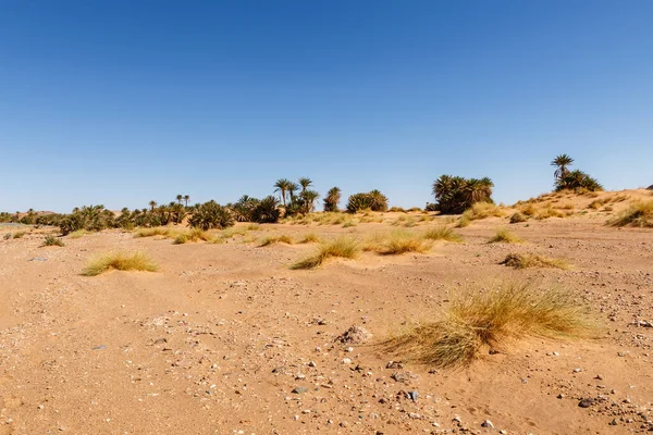 Hierba seca y un oasis con palmeras en la distancia, desierto del Sahara, Marruecos — Foto de Stock