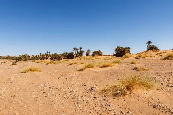 Herbe sèche et une oasis avec des palmiers au loin, désert du Sahara, Maroc — Photo