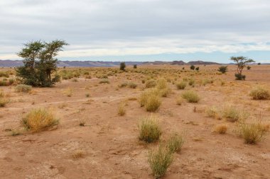 Sahra Çölü 'nde, Fas' ta, Afrika 'da kuru otlar ve yalnız ağaçlar.