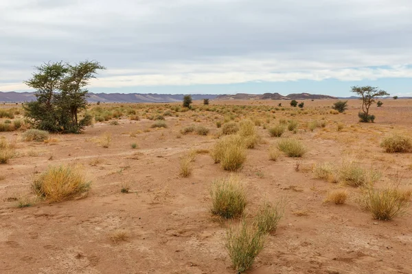 Hierba seca y árboles solitarios en el desierto del Sahara, Marruecos, África — Foto de Stock