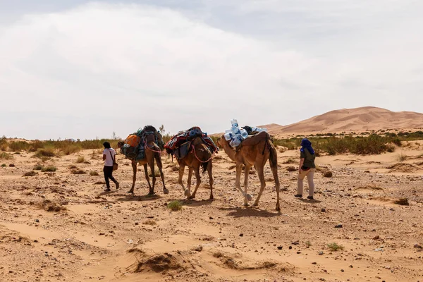 Karavana velbloudů v poušti Sahara — Stock fotografie