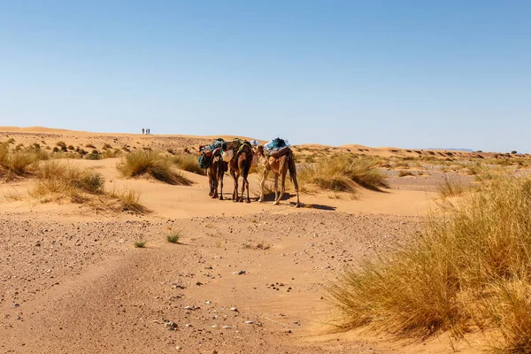 Sahara Deserto, Cammello Carovana nelle Dune di Sabbia, Marocco — Foto Stock