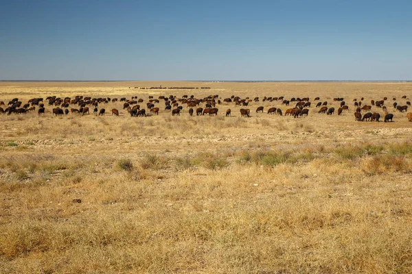 Flock of sheep in the steppe of Kazakhstan — Stock Photo, Image