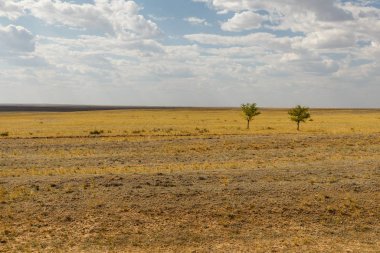 two lonely trees in the steppe of Kazakhstan on a background of cloudy sky