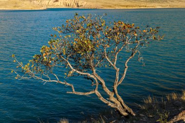 Naryn nehrinin kıyısındaki yalnız ağaç